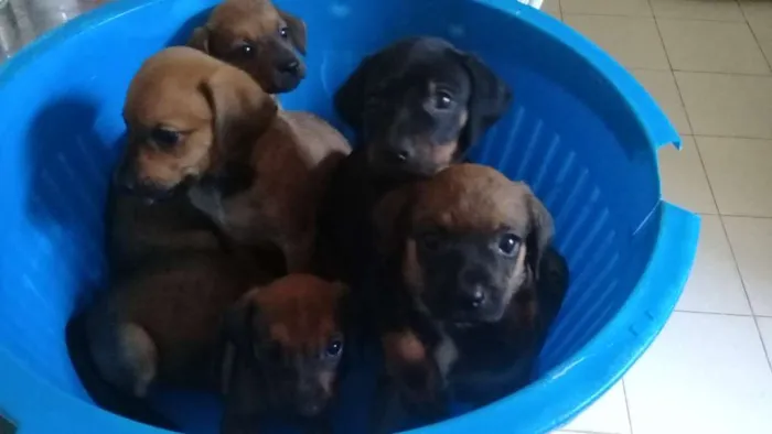Cachorro raça mistura com poodle idade 2 a 6 meses nome filhotes