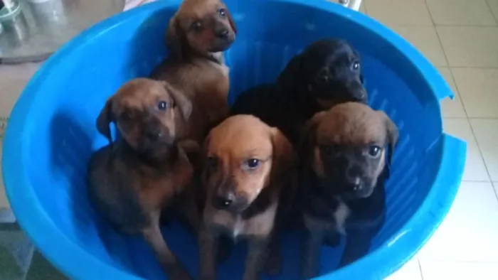 Cachorro raça mistura com poodle idade 2 a 6 meses nome filhotes