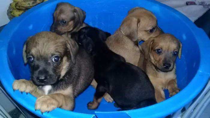 Cachorro raça mistura com poodle idade 2 a 6 meses nome filhotes