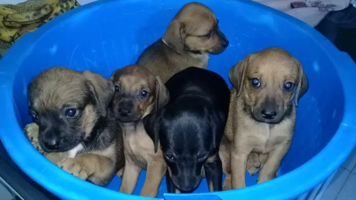 Cachorro raça mistura com poodle idade 2 a 6 meses nome filhotes