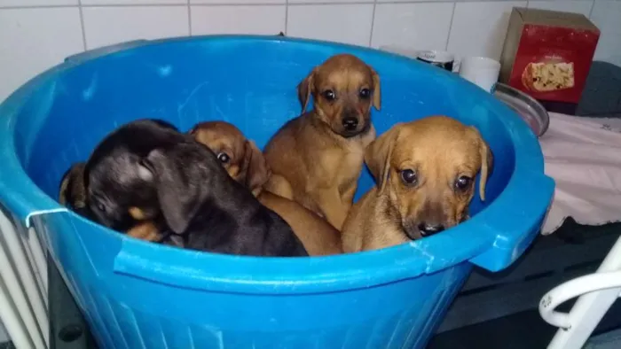 Cachorro raça mistura com poodle idade 2 a 6 meses nome filhotes