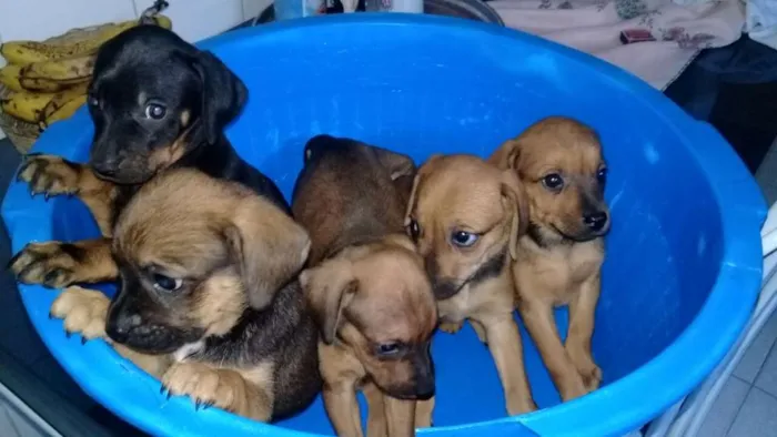 Cachorro raça mistura com poodle idade 2 a 6 meses nome filhotes