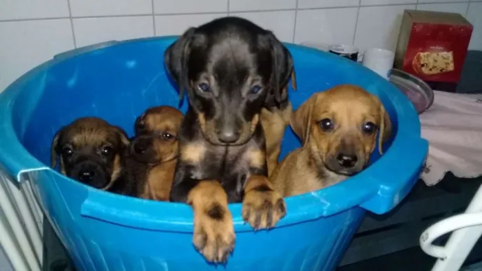 Cachorro raça mistura com poodle idade 2 a 6 meses nome filhotes