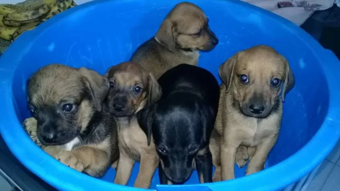 Cachorro raça mistura com poodle idade 2 a 6 meses nome filhotes