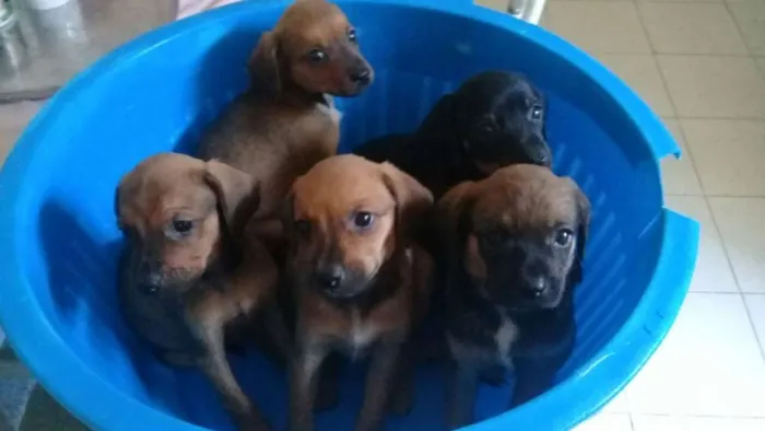 Cachorro raça mistura com poodle idade 2 a 6 meses nome filhotes