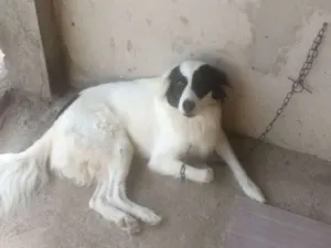 Cachorro raça Vira-Lata idade 2 anos nome Pan