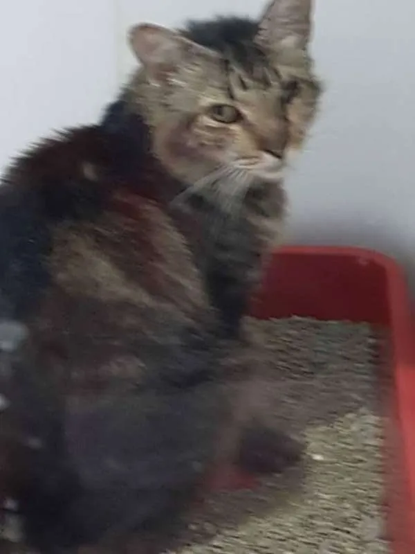 Gato raça PCB idade 5 anos nome Chorare