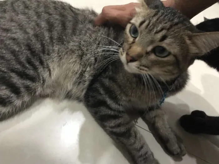 Gato ra a  idade 2 a 6 meses nome Tigrão
