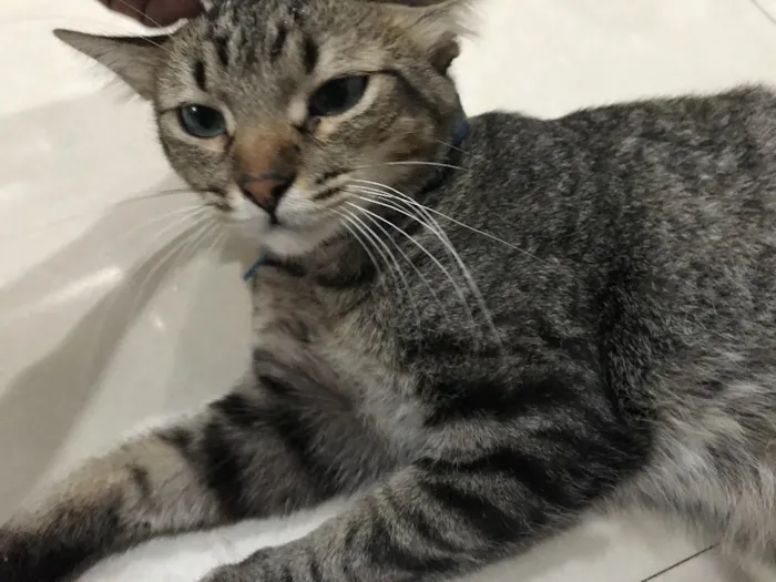 Gato ra a  idade 2 a 6 meses nome Tigrão