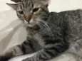 Tigrão