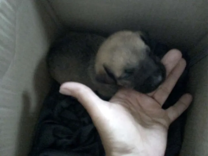 Cachorro ra a SRD idade Abaixo de 2 meses nome SEM NOME
