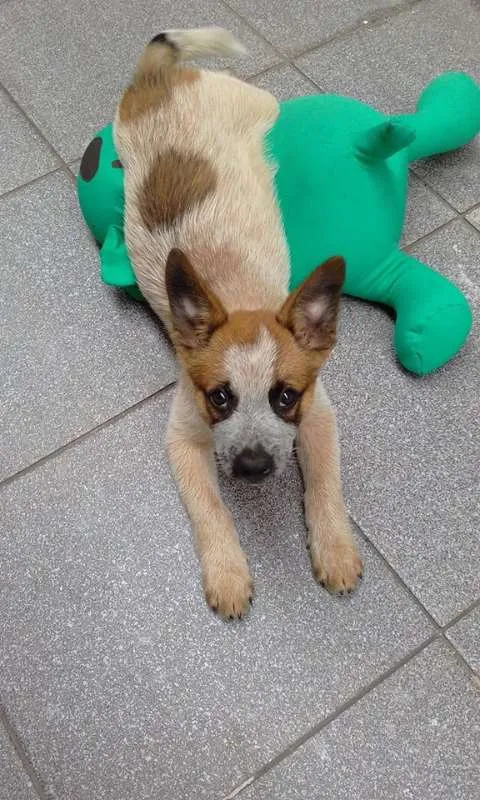 Cachorro ra a AUSTRALIAN BLUE HELLER idade 2 a 6 meses nome HADO