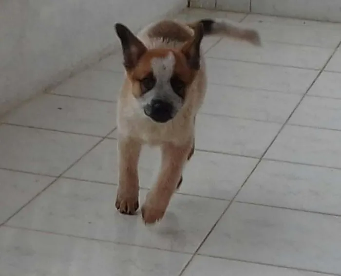 Cachorro ra a AUSTRALIAN BLUE HELLER idade 2 a 6 meses nome HADO