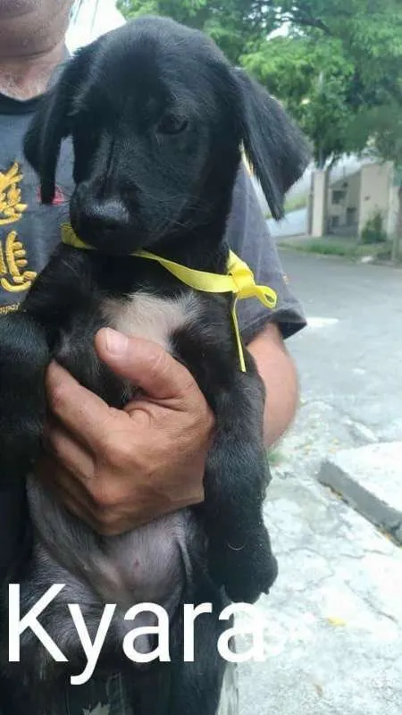 Cachorro ra a Mix labrador e srd idade  nome Bebezinhas