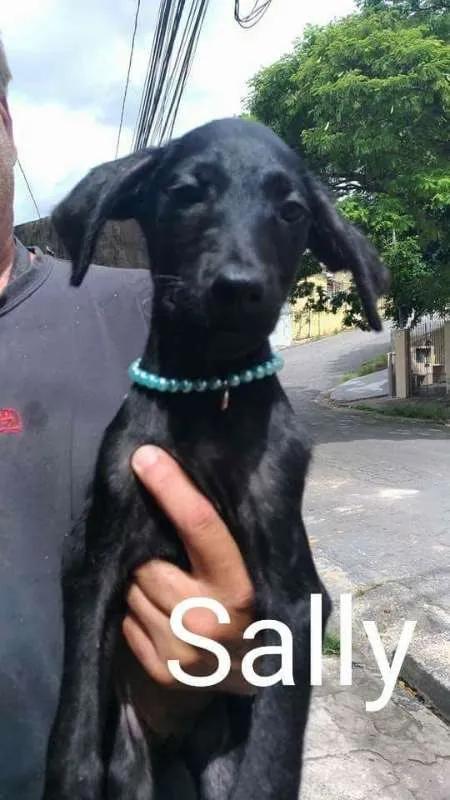 Cachorro ra a Mix labrador e srd idade  nome Bebezinhas