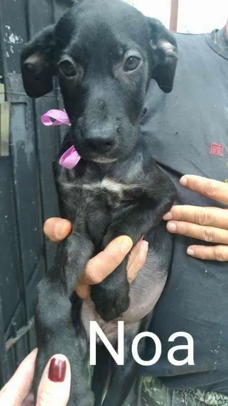 Cachorro ra a Mix labrador e srd idade  nome Bebezinhas
