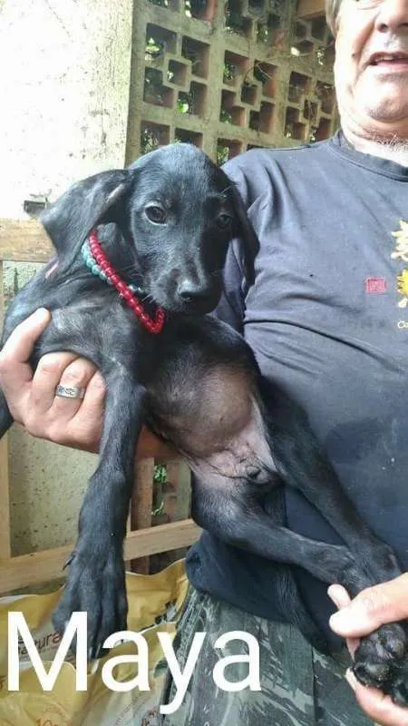 Cachorro ra a Mix labrador e srd idade  nome Bebezinhas
