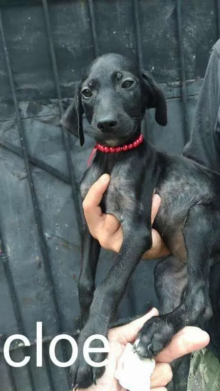 Cachorro ra a Mix labrador e srd idade  nome Bebezinhas