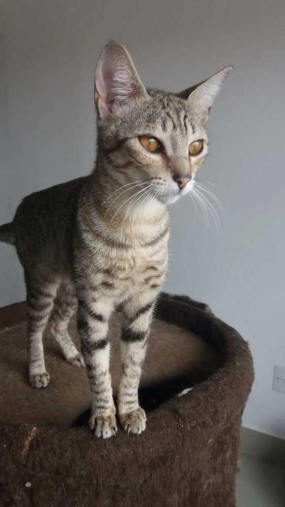 Gato raça SRD idade 7 a 11 meses nome Diana