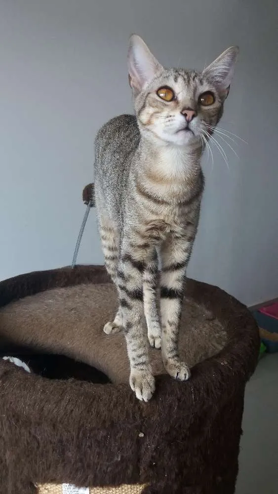 Gato raça SRD idade 7 a 11 meses nome Diana