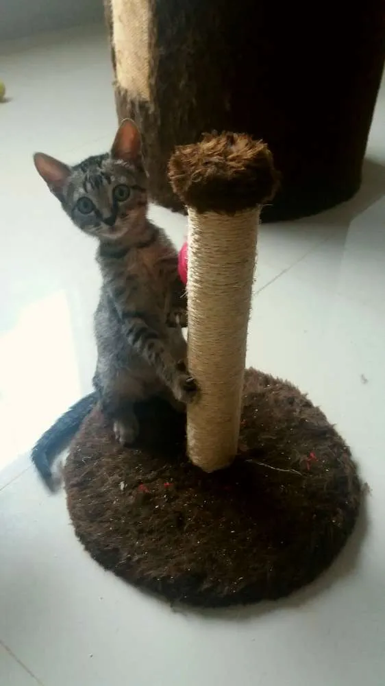 Gato raça SRD idade 2 a 6 meses nome Chiquinha