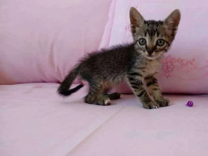 Gato raça SRD idade 2 a 6 meses nome Chiquinha