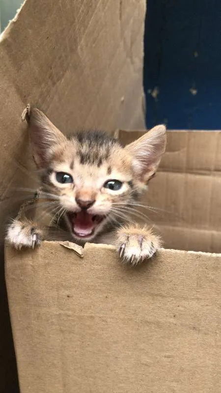 Gato ra a - idade 2 a 6 meses nome Não tem ainda