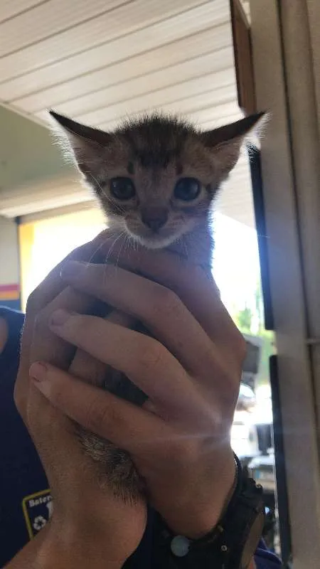 Gato ra a - idade 2 a 6 meses nome Não tem ainda