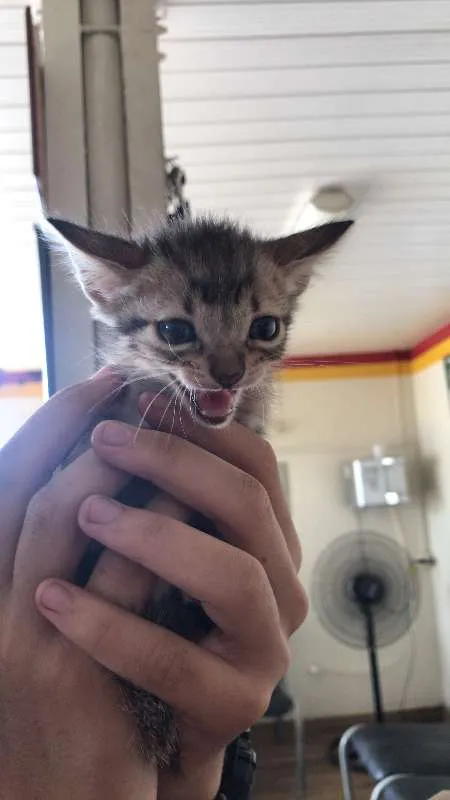 Gato ra a - idade 2 a 6 meses nome Não tem ainda
