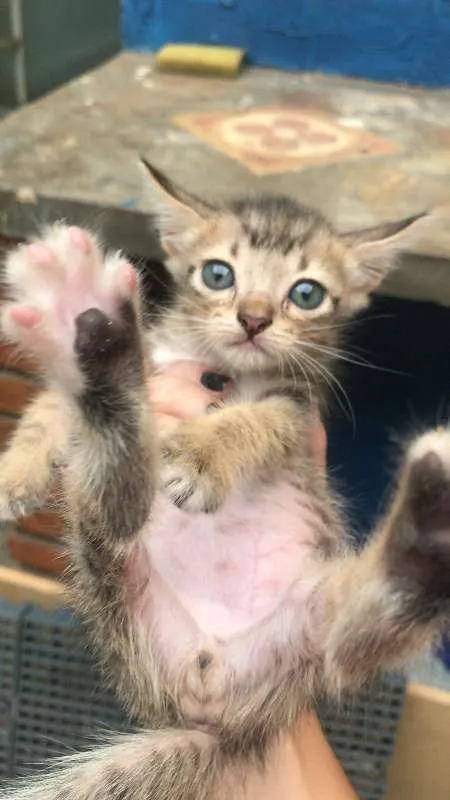 Gato ra a - idade 2 a 6 meses nome Não tem ainda