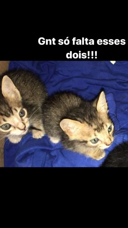 Gato ra a - idade 2 a 6 meses nome Não tem ainda