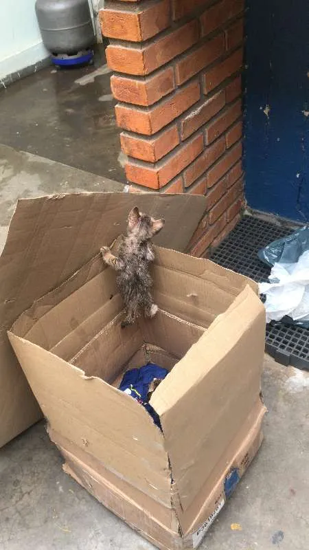 Gato ra a - idade 2 a 6 meses nome Não tem ainda