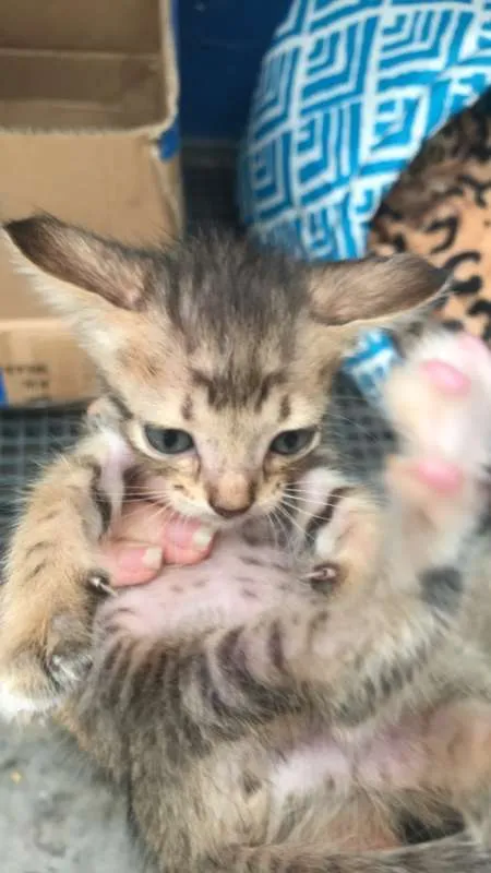 Gato ra a - idade 2 a 6 meses nome Não tem ainda