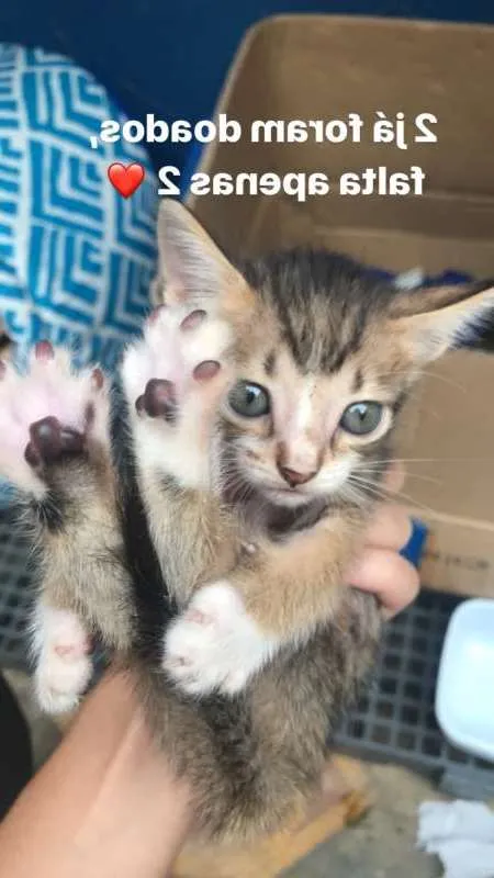 Gato ra a - idade 2 a 6 meses nome Não tem ainda