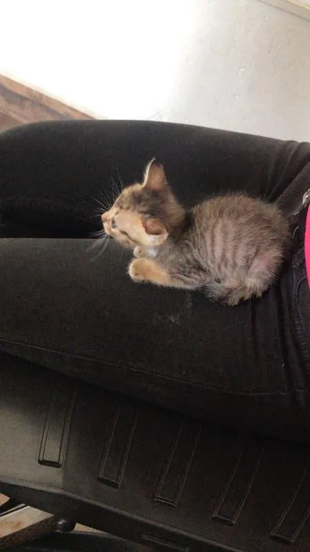 Gato ra a - idade 2 a 6 meses nome Não tem ainda