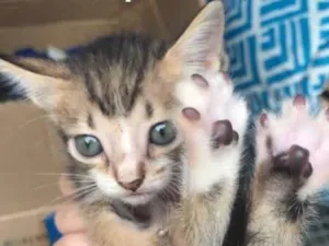 Gato raça - idade 2 a 6 meses nome Não tem ainda