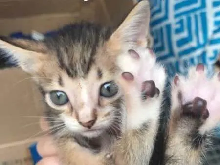 Gato ra a - idade 2 a 6 meses nome Não tem ainda