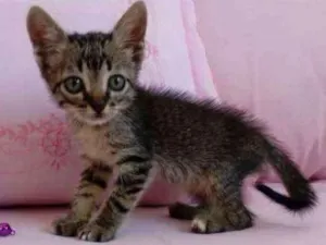 Gato raça SRD idade 2 a 6 meses nome Chiquinha