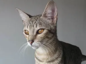 Gato raça SRD idade 7 a 11 meses nome Diana