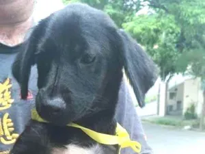 Cachorro raça Mix labrador e srd idade  nome Bebezinhas