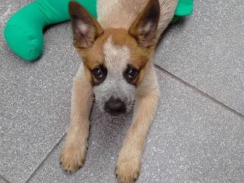 Cachorro ra a AUSTRALIAN BLUE HELLER idade 2 a 6 meses nome HADO
