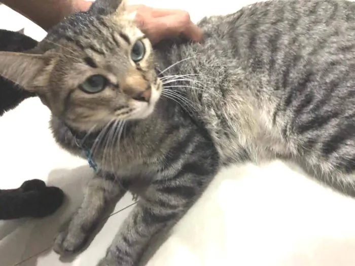 Gato ra a  idade 2 a 6 meses nome Tigrão