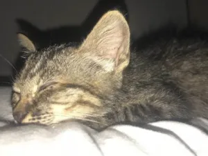 Gato raça  idade 7 a 11 meses nome Anita 