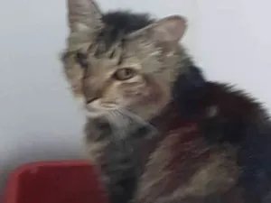 Gato raça PCB idade 5 anos nome Chorare
