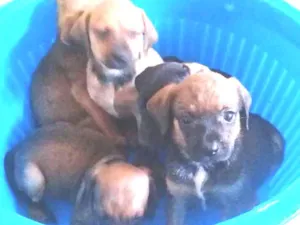 Cachorro raça mistura com poodle idade 2 a 6 meses nome filhotes