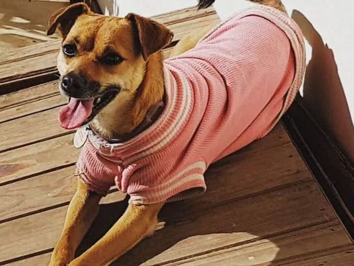 Cachorro ra a SRD idade 3 anos nome Varsóvia
