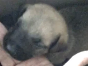 Cachorro raça SRD idade Abaixo de 2 meses nome SEM NOME