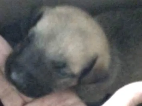 Cachorro ra a SRD idade Abaixo de 2 meses nome SEM NOME