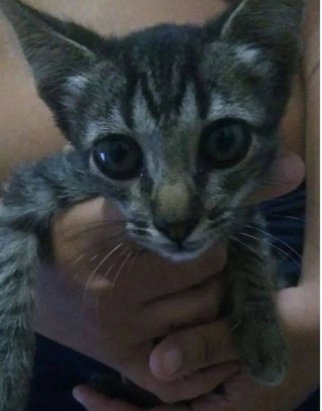 Gato ra a Viralata idade Abaixo de 2 meses nome Aina