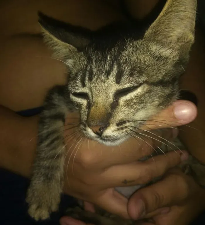 Gato ra a Viralata idade Abaixo de 2 meses nome Aina